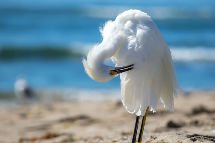 Close-up of white bird against sea