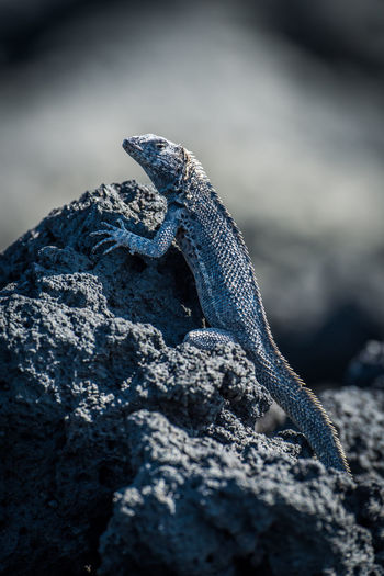 Close-up of iguana on rock