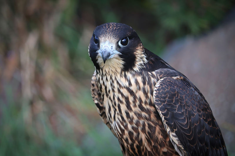 Closeup of a juvenile peregrine falcon head