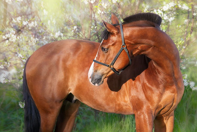 Horse standing on field