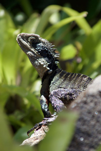 Close-up of lizard on tree