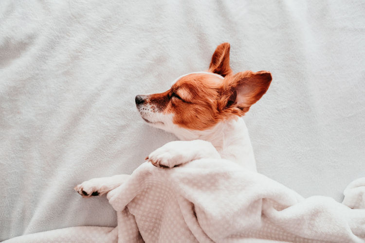 Close-up of dog sleeping on bed at home