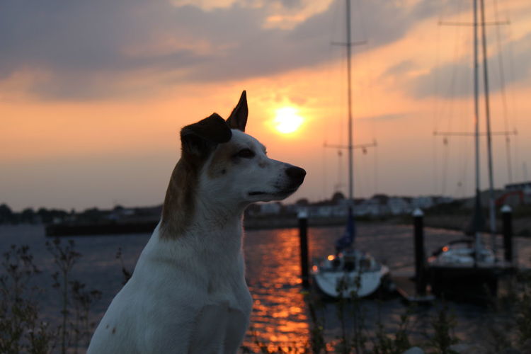 Dog looking away against sky during sunset