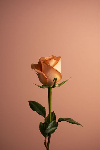 Close-up of rose against white background