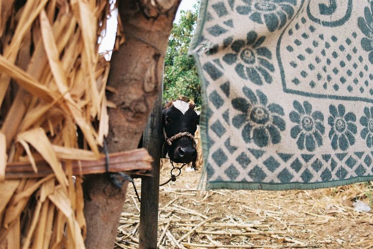 Fabric hanging against cow on field