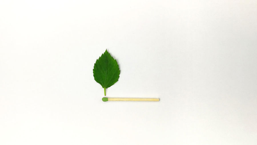 Directly above shot of green plant against white background