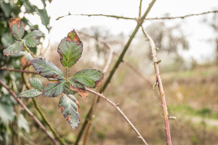 plant
