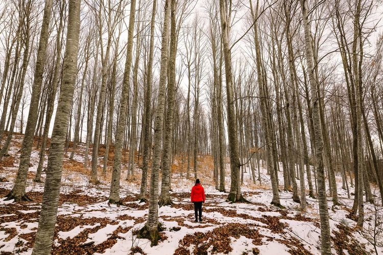 Rear view of person  in red winter jacket on snow covered forest