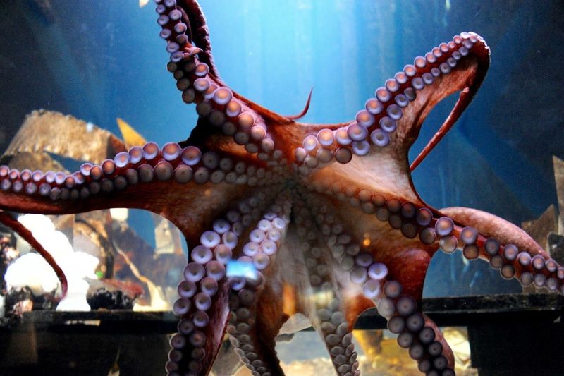 Close-up of octopus in aquarium