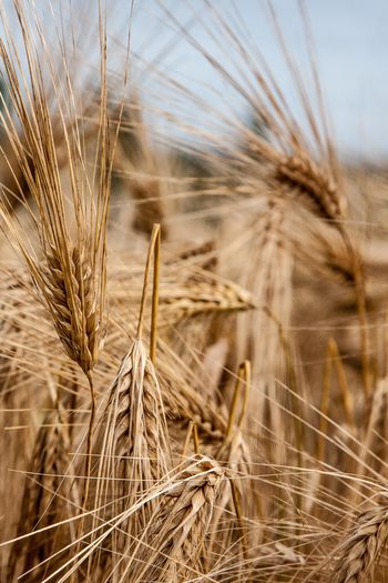 Close-up of dried wheat on farm