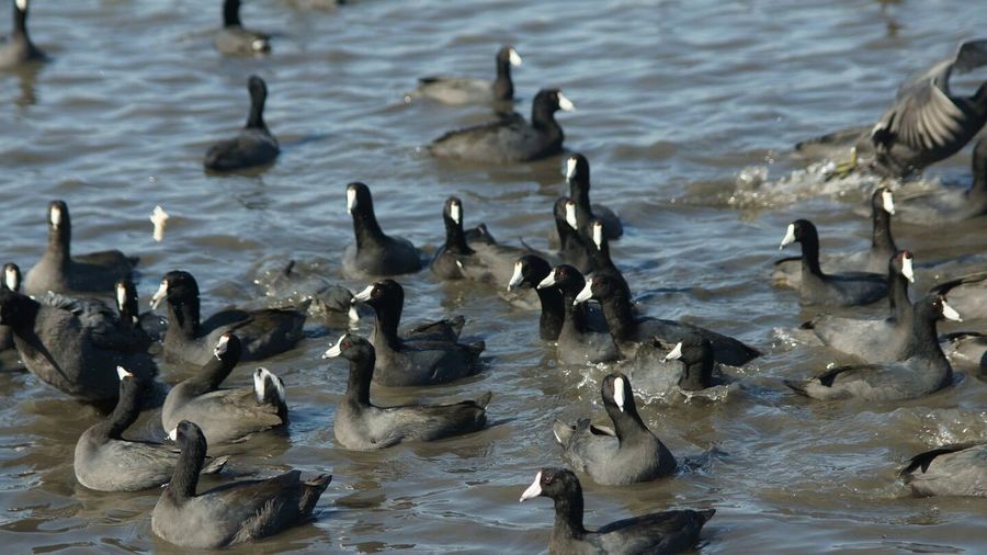 High angle view of coots swimming in lake