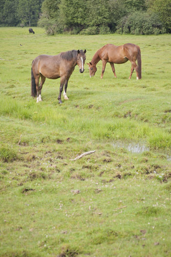 Side view of two horses grazing on field