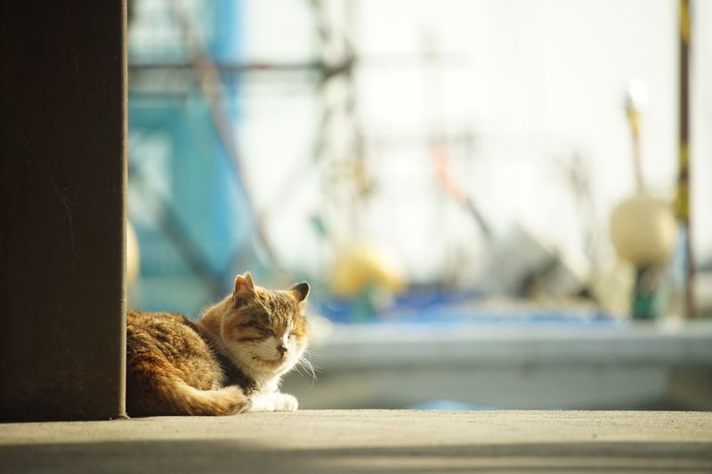 Cat living in shiga chomeiji port