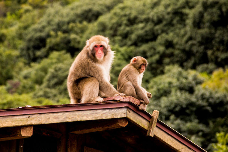 Monkeys sitting on roof outdoors