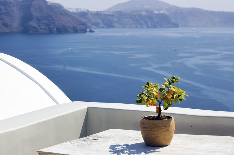 Santorini, greece a pot with flower or plant and a plate on a wooden table against sea ocean