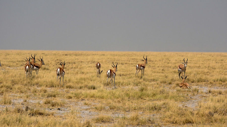 Springboks on field against sky at etosha national park