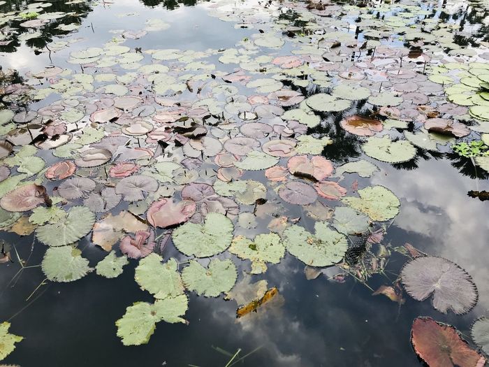 High angle view of lily pads floating on lake