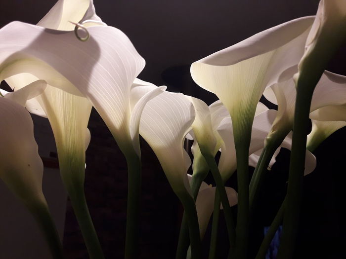 Close-up of white lily flowers against black background