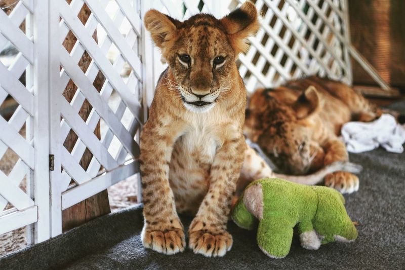 Portrait of young lion
