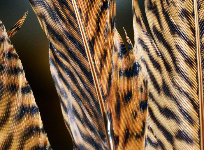 Full frame shot of zebra