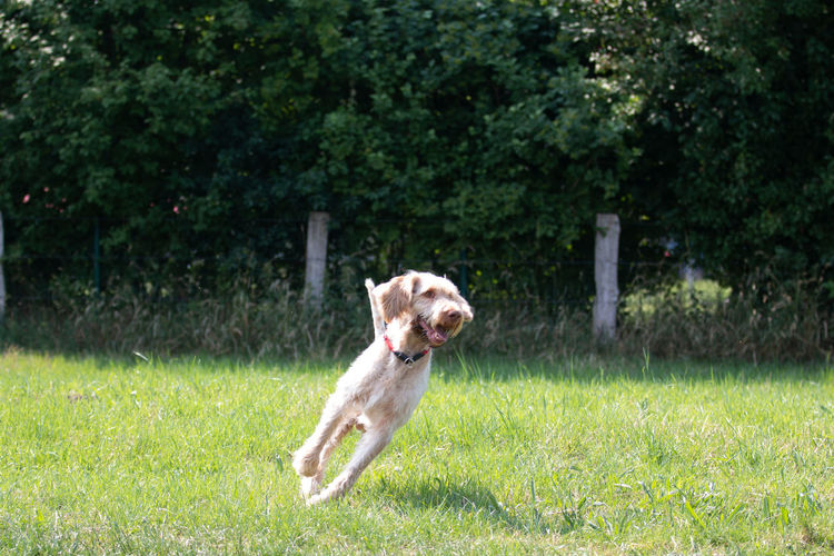 Dog running on grass
