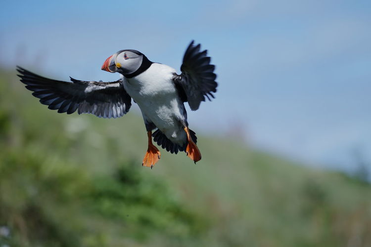 Low angle view of an atlantic puffin flying in sky