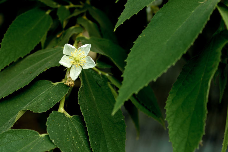Close-up of green flowering plant