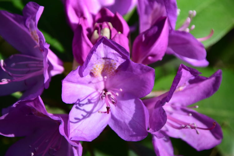 Close-up of pink flowering plant
