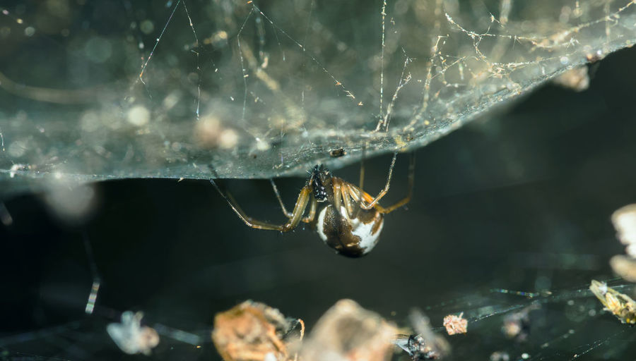 Macro of spider on web