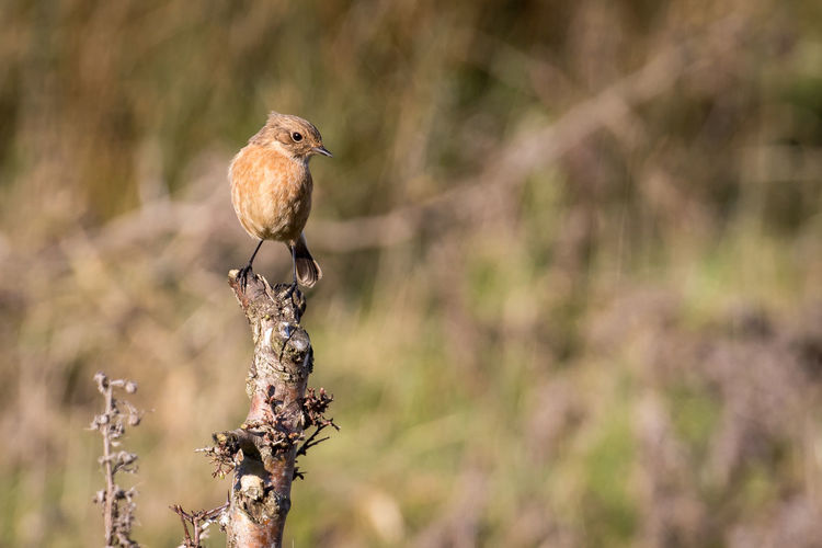 European stonechat perching on dried plant