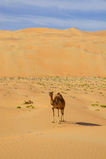 Camels are walking on the desert dunes under the strong sun light