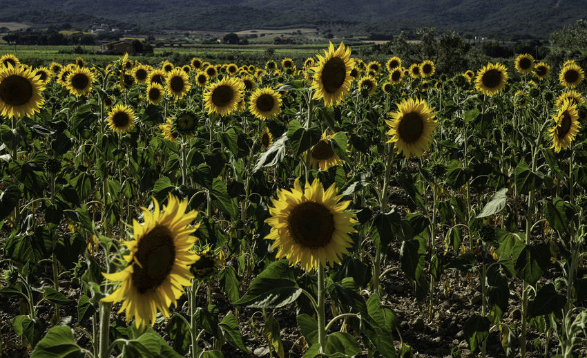 Scenic sunflower field in tuscany, italy, at sunset