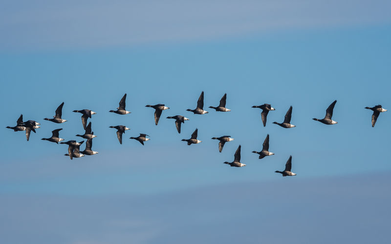 Brent geese in flight, brent goose branta bernicla in devon in england, europe