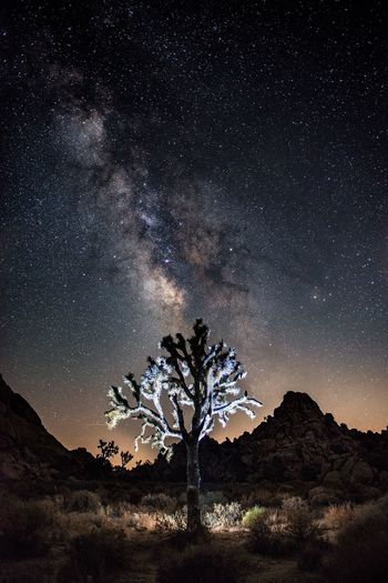 Scenic view of tree against sky at night