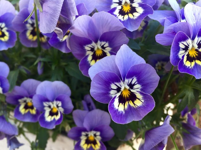 High angle view of pansy flowers blooming outdoors