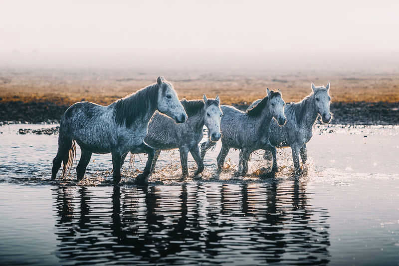 View of horse in lake