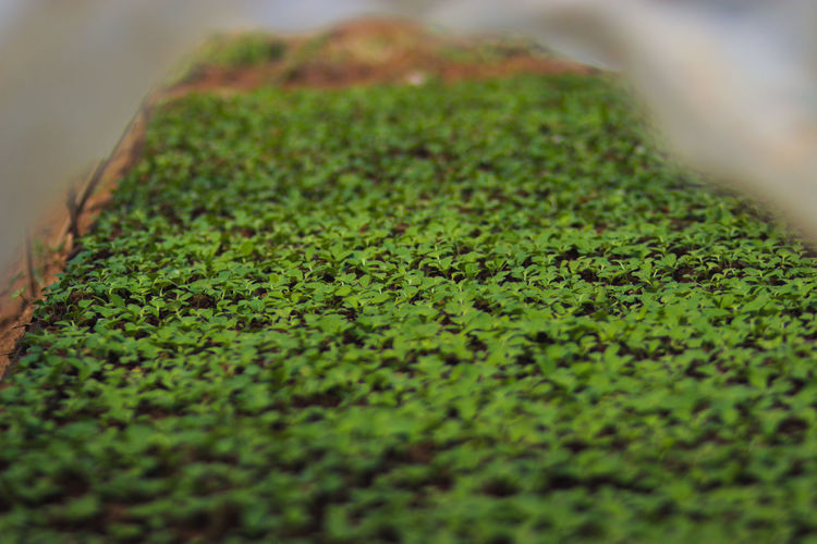 Close-up of green leaf on moss