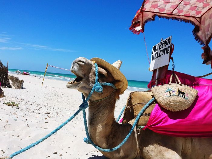 Camel ride .