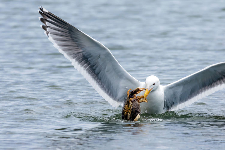 Close-up of seagull feeding in water 