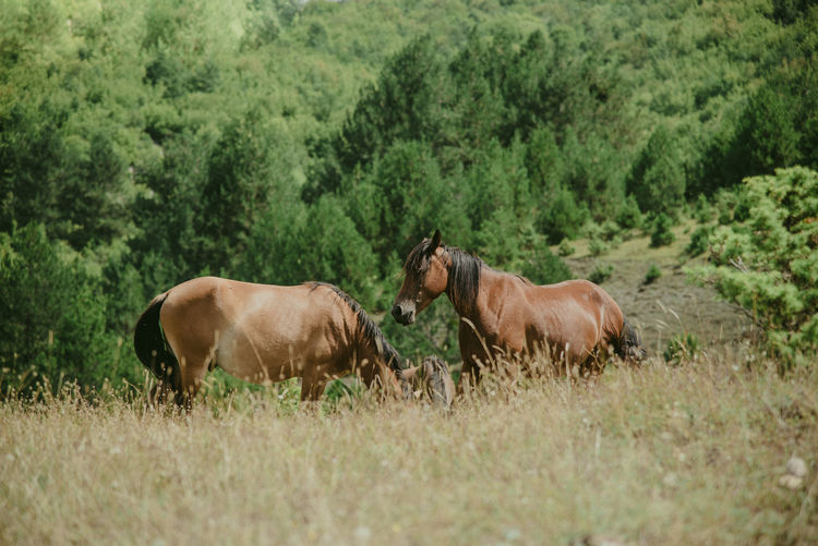 Horse grazing on field