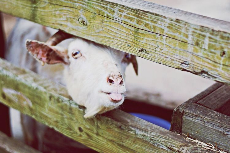 Goat looking through wooden fence at farm