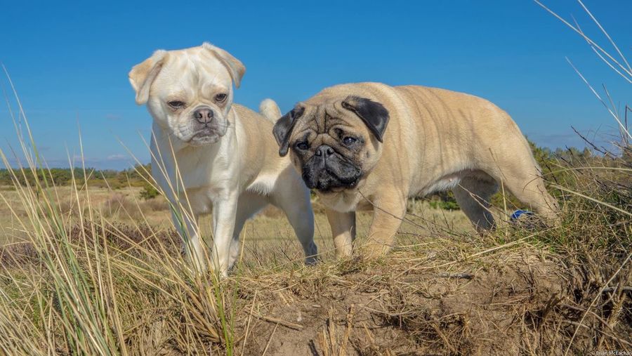 Chug and pug