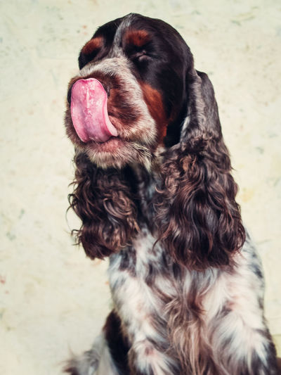 High angle view of cocker spaniel licking nose on field