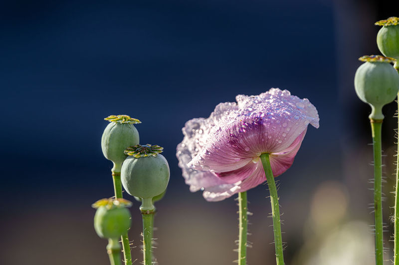 Close-up of wet purple flower and poppy pods