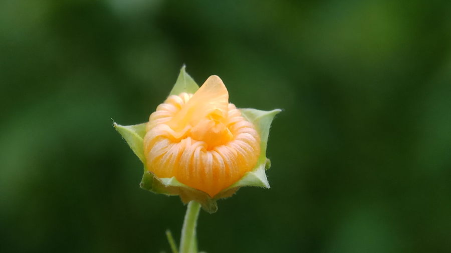 Close-up of orange flower