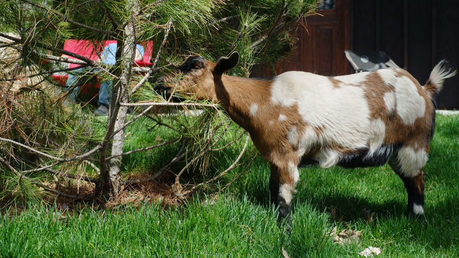 Side view of goat standing on field