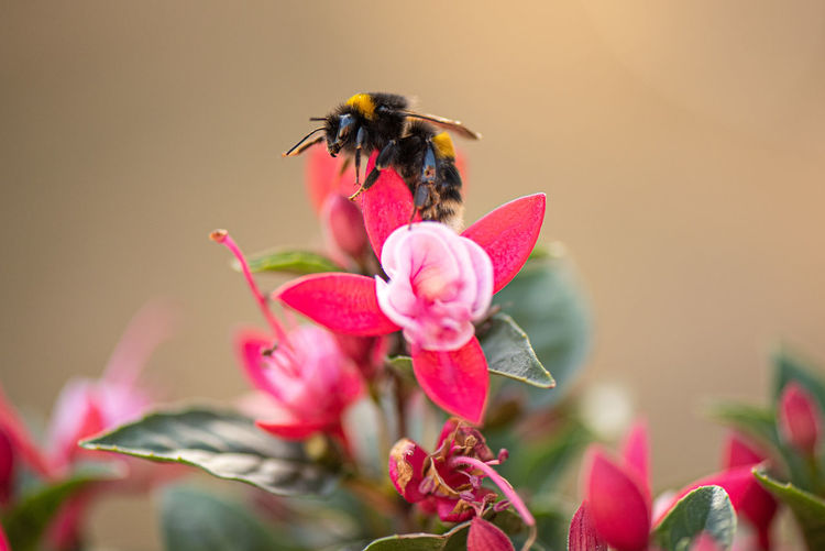 White-tailed bumblebee on a fuschia