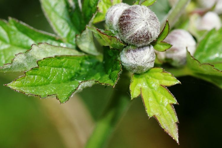 Close-up of anemone bud on plant