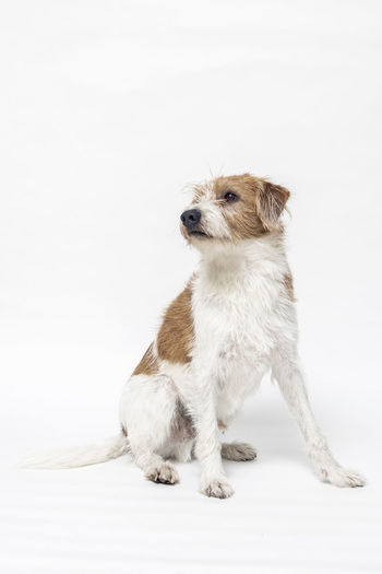 Small dog sitting on floor against white background