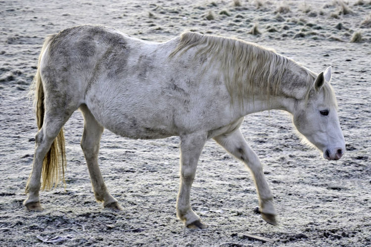 White horse walking on a frosty field